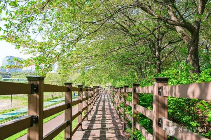 안양천제방벚꽃길_2_공공1유형.jpg