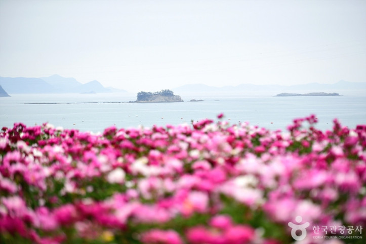 고흥_작약_꽃밭_3_공공3유형.jpg