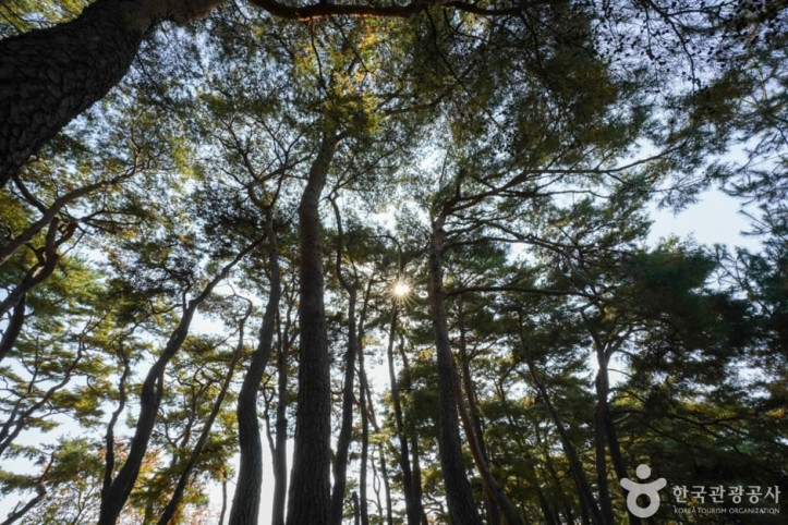 만송정_숲_6_공공3유형.jpg