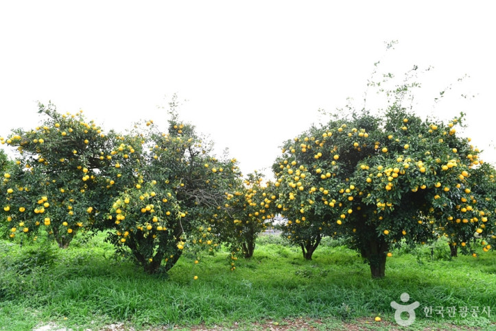 고흥_유자공원_3_공공3유형.jpg