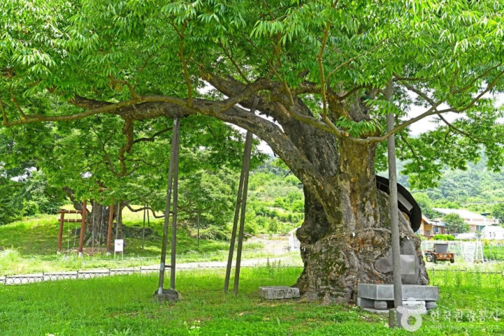 괴산_오가리_느티나무_6_공공3유형.JPG