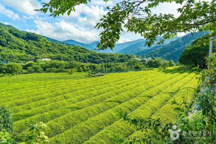 하동_삼신녹차마을_4_공공1유형.jpg