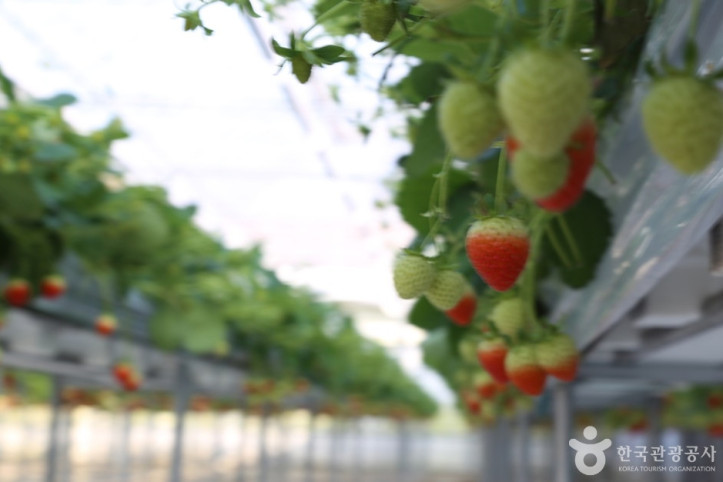 별마을딸기체험농장_2_공공3유형.JPG