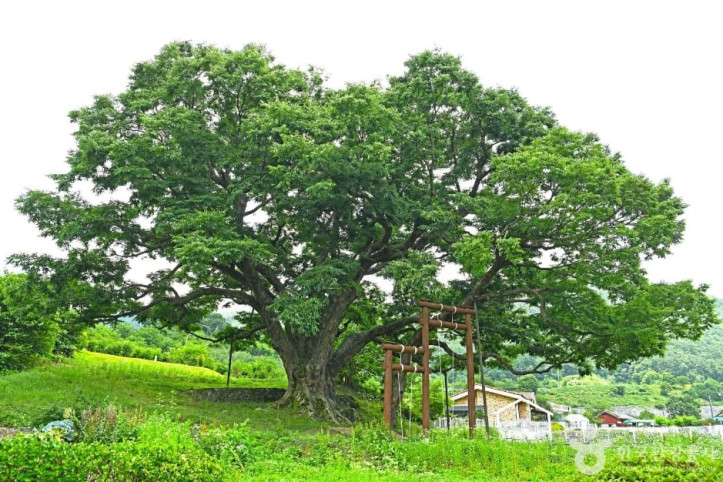 괴산_오가리_느티나무_2_공공3유형.JPG