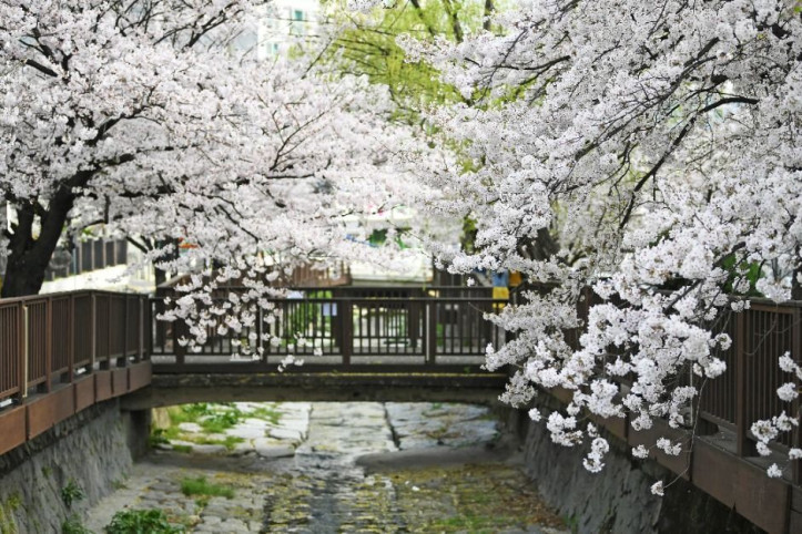 창원_소하천_벚꽃거리_1_공공3유형.jpg