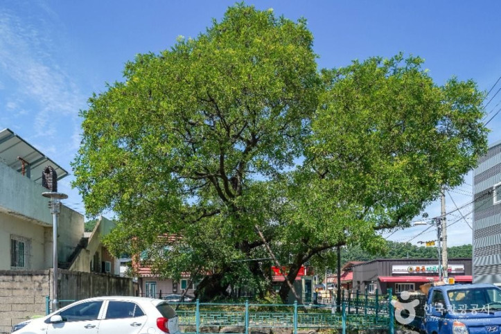 의성읍_도서동의_회나무_2_공공1유형.jpg