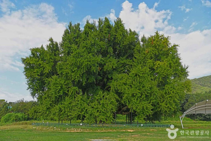 원주_반계리_은행나무_6_공공3유형.JPG