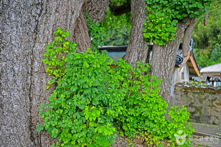 화순_야사리_은행나무_4_공공3유형.JPG