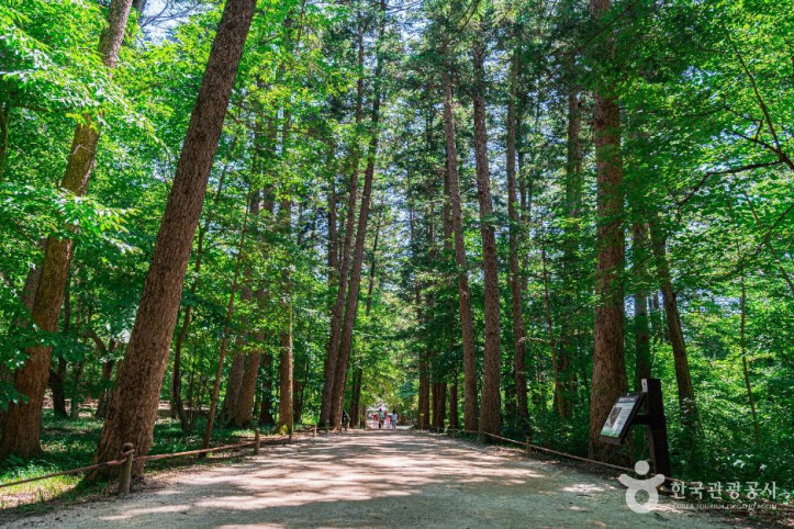 내소사_전나무_숲길_5_공공1유형.jpg