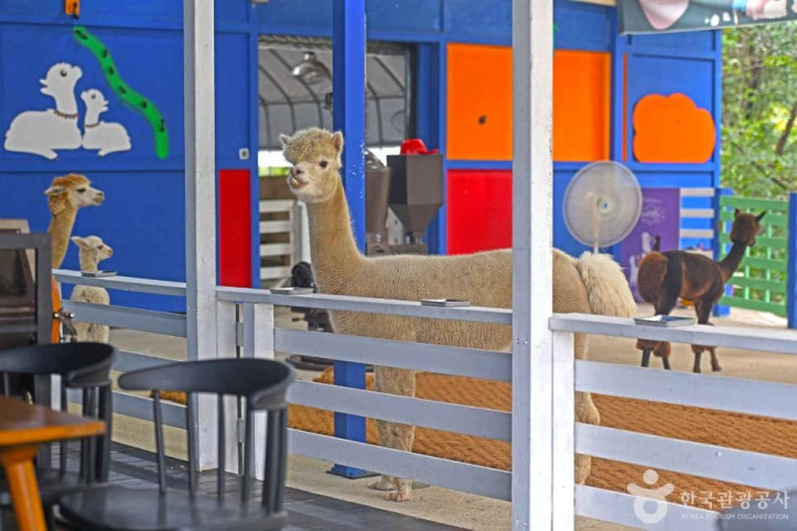 알파카_체험카페_마추픽추_6_공공3유형.JPG