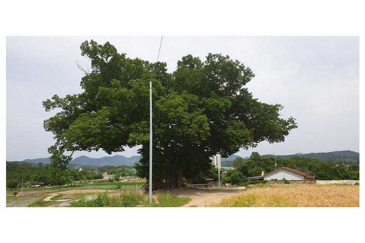 구미_낙성리_느티나무_2_공공3유형.jpg
