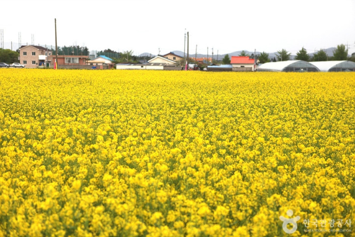 삼척_맹방유채꽃_마을_3_공공3유형.jpg