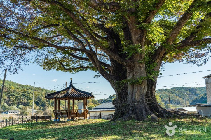 안동_사신리_느티나무_2_공공1유형.jpg