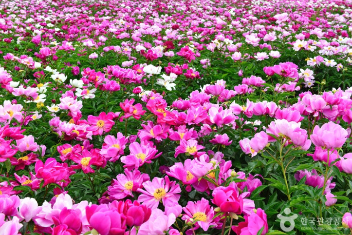 고흥_작약_꽃밭_4_공공3유형.jpg