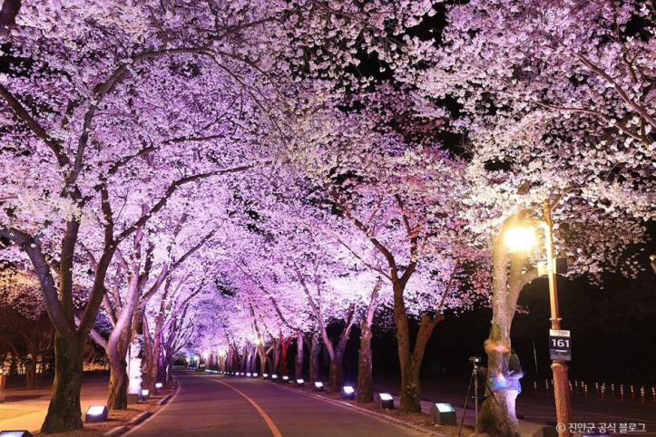 마이산_벚꽃길_4_공공3유형.jpg