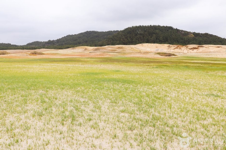 태안_신두리_해안사구_3_공공3유형.JPG