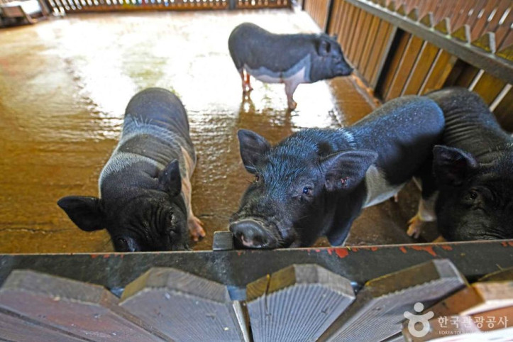 청성애원_우루루동물농장_1_공공3유형.JPG