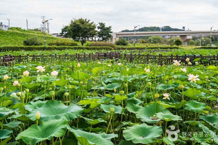 조천연꽃공원_3_공공3유형.jpg