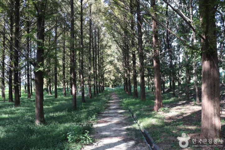 회덕메타세쿼이아길_3_공공3유형.JPG