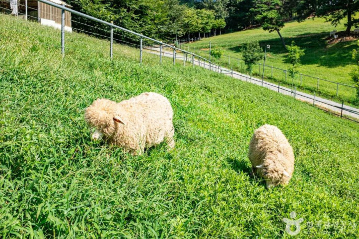 칠곡양떼목장_7_공공3유형.jpg