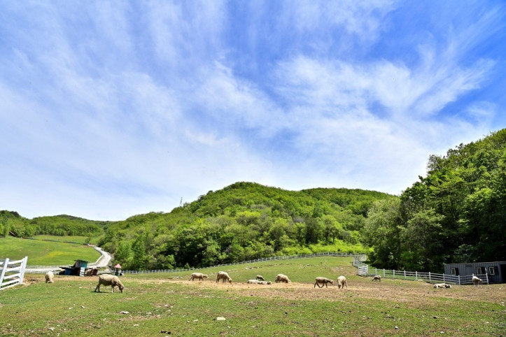 대관령_하늘목장_2_공공3유형.jpg