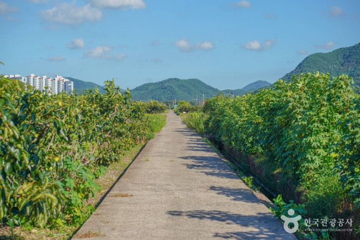 사천_고읍단감마을_2_공공1유형.jpg