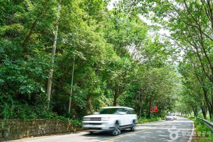 단장_이팝꽃_터널길_3_공공3유형.JPG