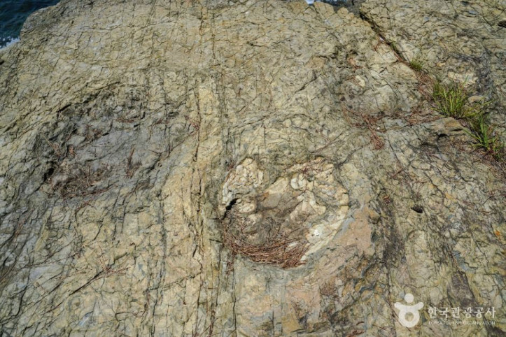 동해면_작은_구학포_공룡_화석지_3_공공3유형.jpg