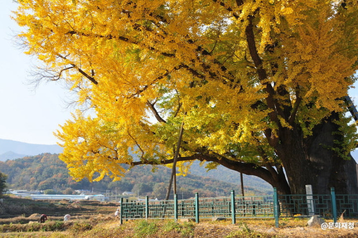 울주_구량리_은행나무_2_공공3유형.jpg