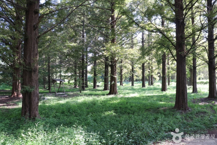 회덕메타세쿼이아길_5_공공3유형.JPG