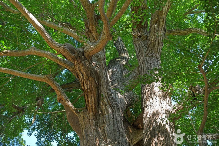 서산향교_은행나무_7_공공3유형.jpg