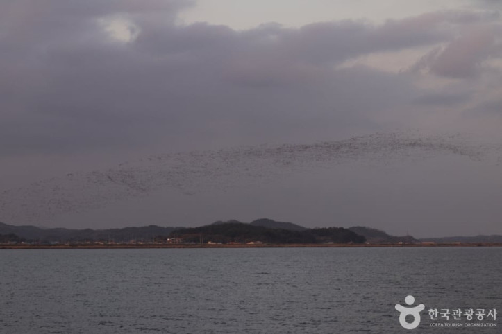 금강하구_철새도래지_(서천)_1_공공3유형.jpg