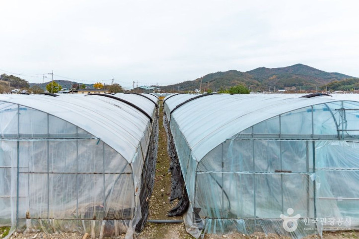 도정딸기마을 여행 추천 - 메고지고