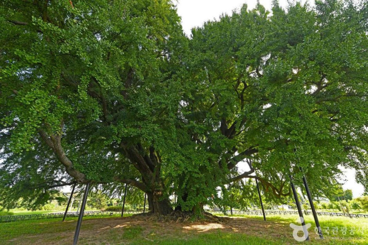 원주_반계리_은행나무_5_공공3유형.JPG