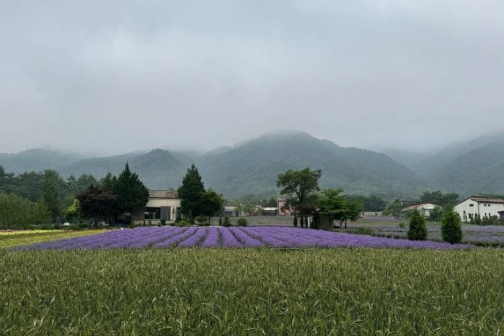 하늬라벤더팜_3_공공3유형.jpg