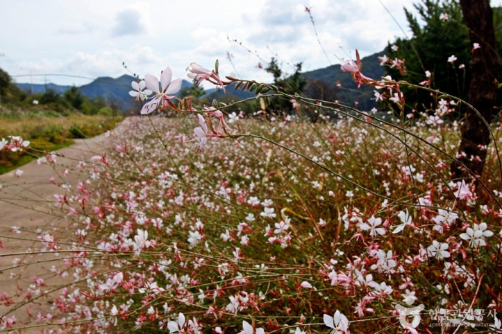 석장리_계절별_꽃단지_2_공공3유형.JPG