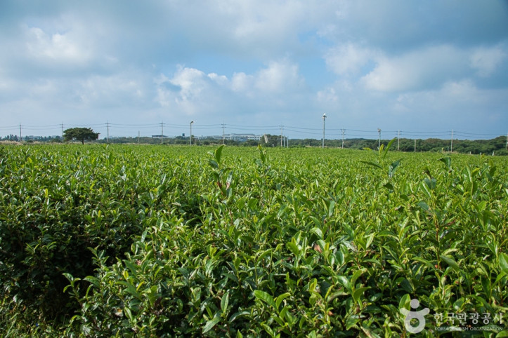 서광차밭_10_공공3유형.jpg