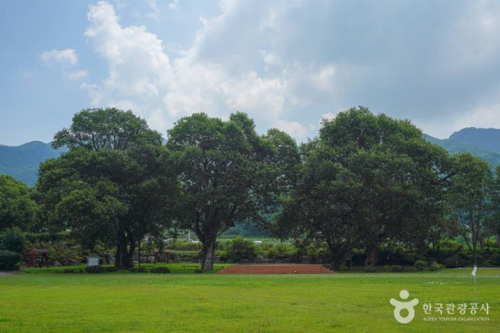 산청_실매리_왕버드나무군_1_공공1유형.jpg