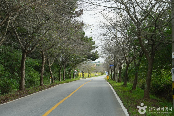 남면_벚꽃길_5_공공3유형.jpg