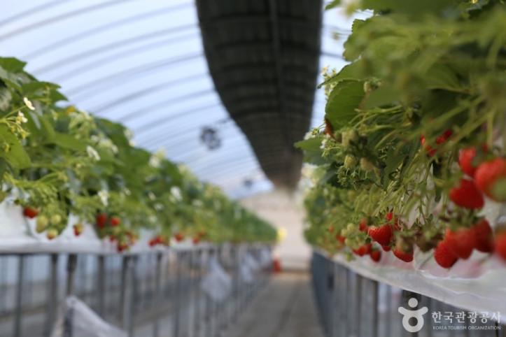 퇴촌_맛다냐_딸기_체험농장_3_공공3유형.JPG