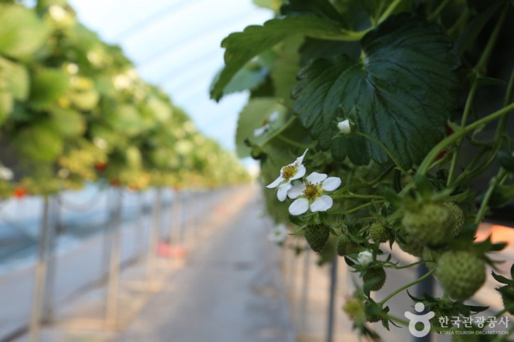 한사랑딸기체험농장_7_공공3유형.JPG