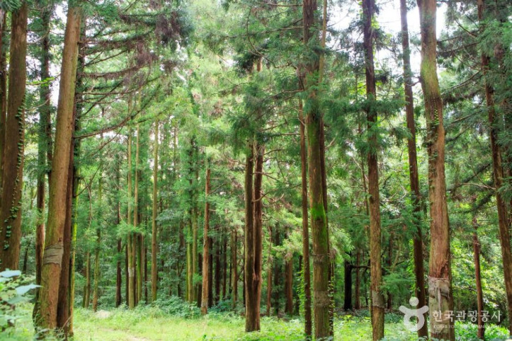 국립장성치유의숲(축령산삼나무편백숲) 여행 추천 - 메고지고