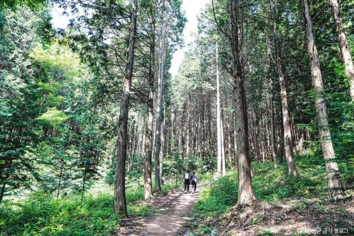 부귀_편백숲_삼림욕장_4_공공3유형.jpg