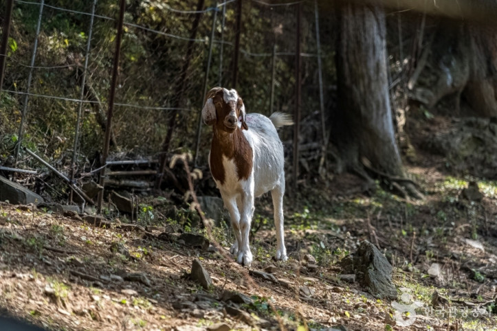 하늘마루염소목장_8_공공3유형.jpg