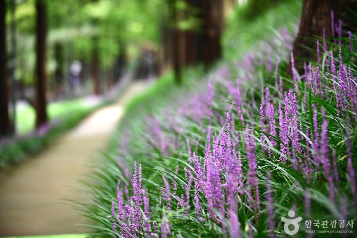 맥문동숲길_3_공공3유형.jpg