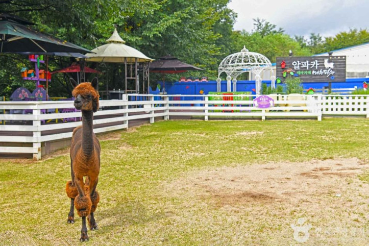 알파카_체험카페_마추픽추_3_공공3유형.JPG