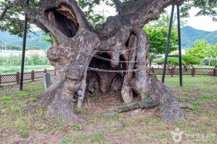 청송_신기리_느티나무_4_공공3유형.jpg