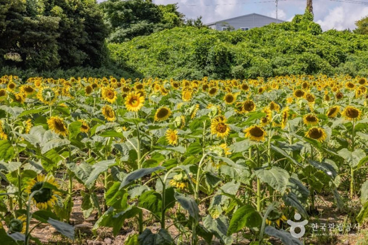 김경숙해바라기농장_7_공공1유형.jpg