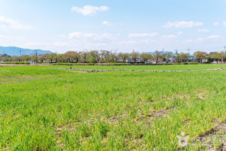 분황사_청보리밭_4_공공1유형.jpg