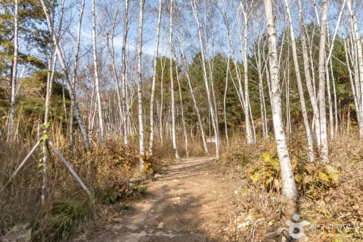 원주섬강자작나무숲둘레길_6_공공3유형.jpg